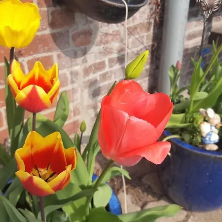 Storchennest דירה *