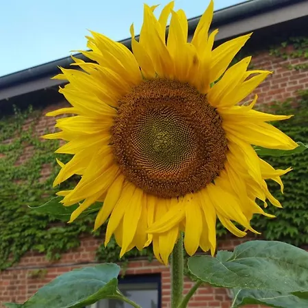 Storchennest Kollmar